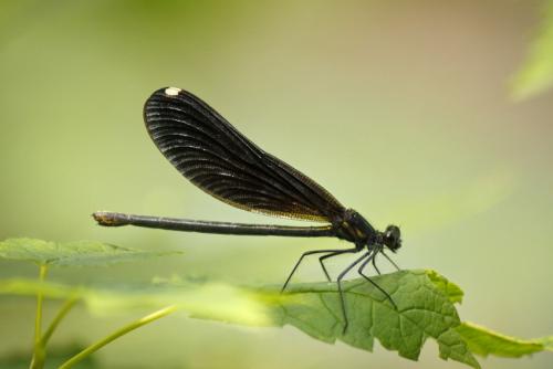 Réf. 212 688 : Calopteryx maculata